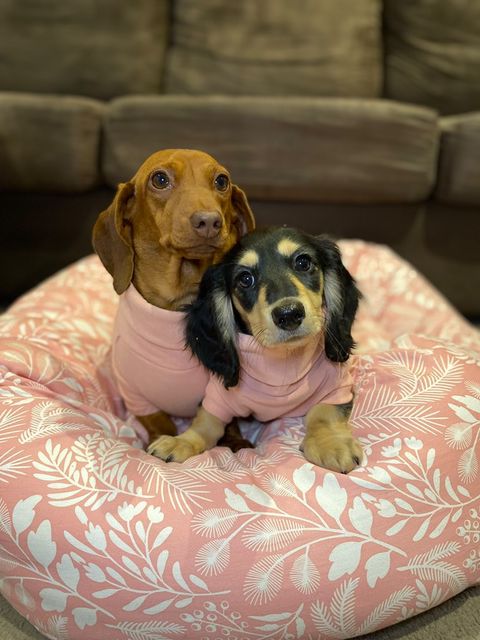 Essential Winter Care Tips for Your Dog