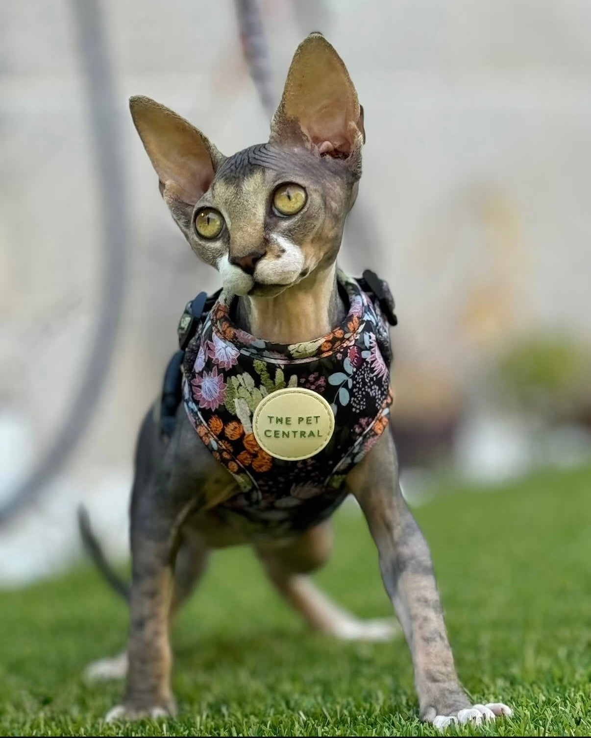 Native Nighttime Harness