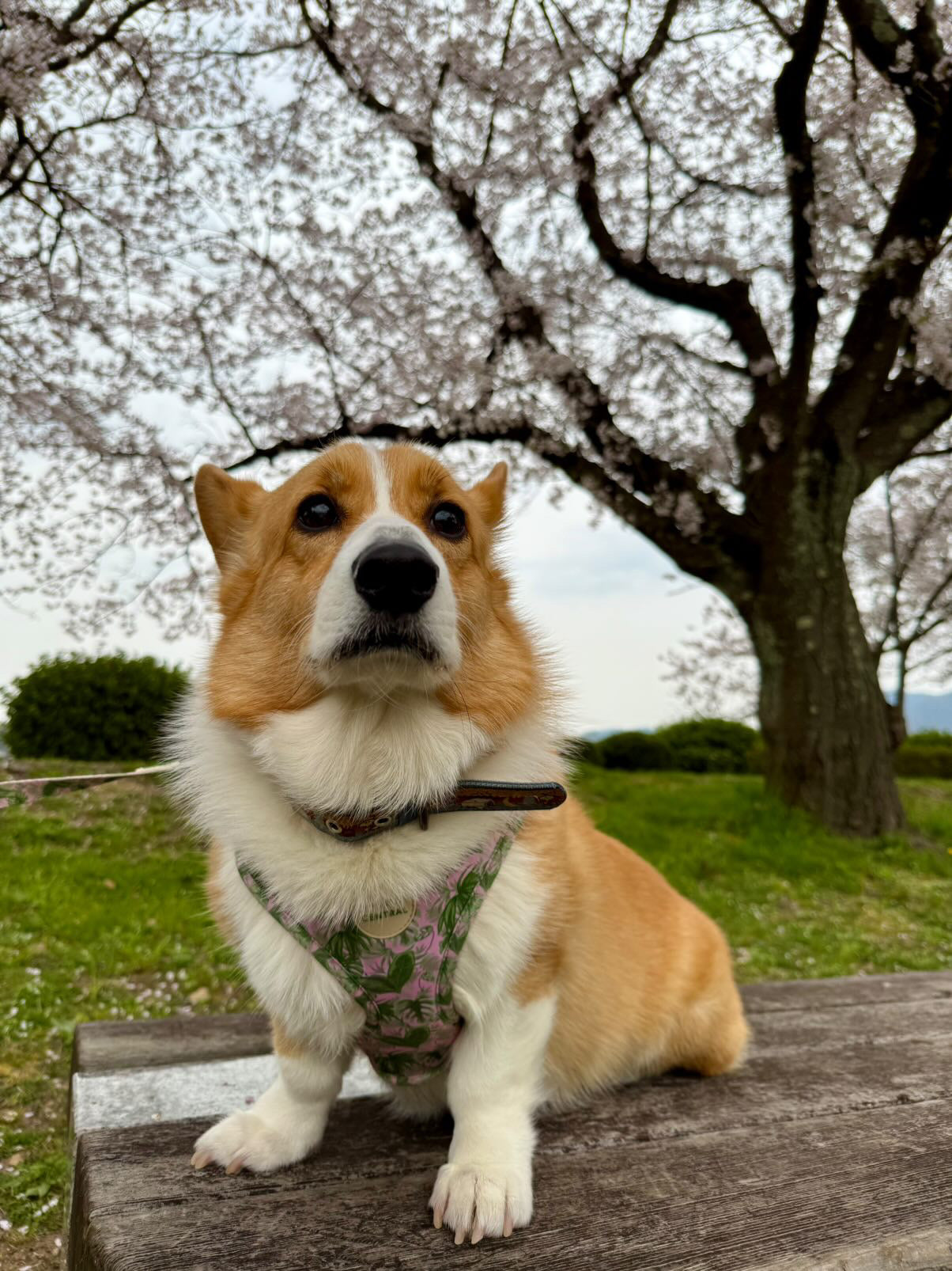 Tropical Bloom Harness