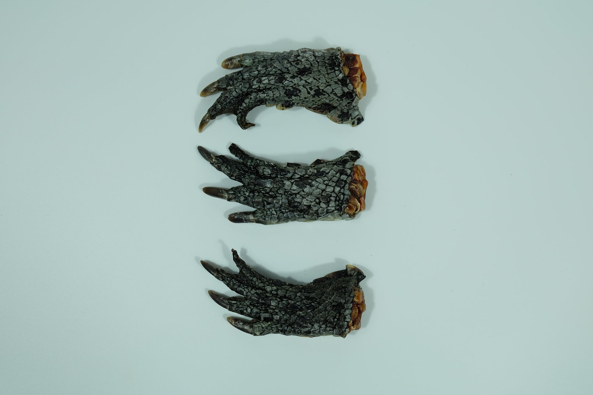 Three dehydrated crocodile feet laid flat on a white background – natural Australian dog chew treat