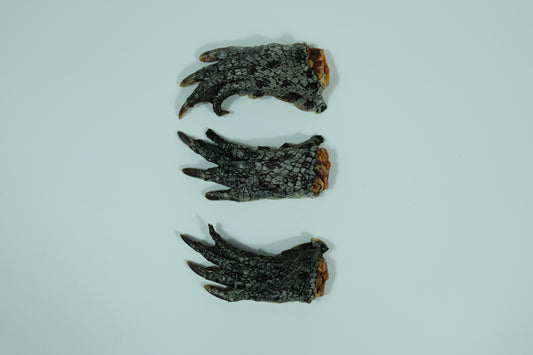 Three dehydrated crocodile feet laid flat on a white background – natural Australian dog chew treat