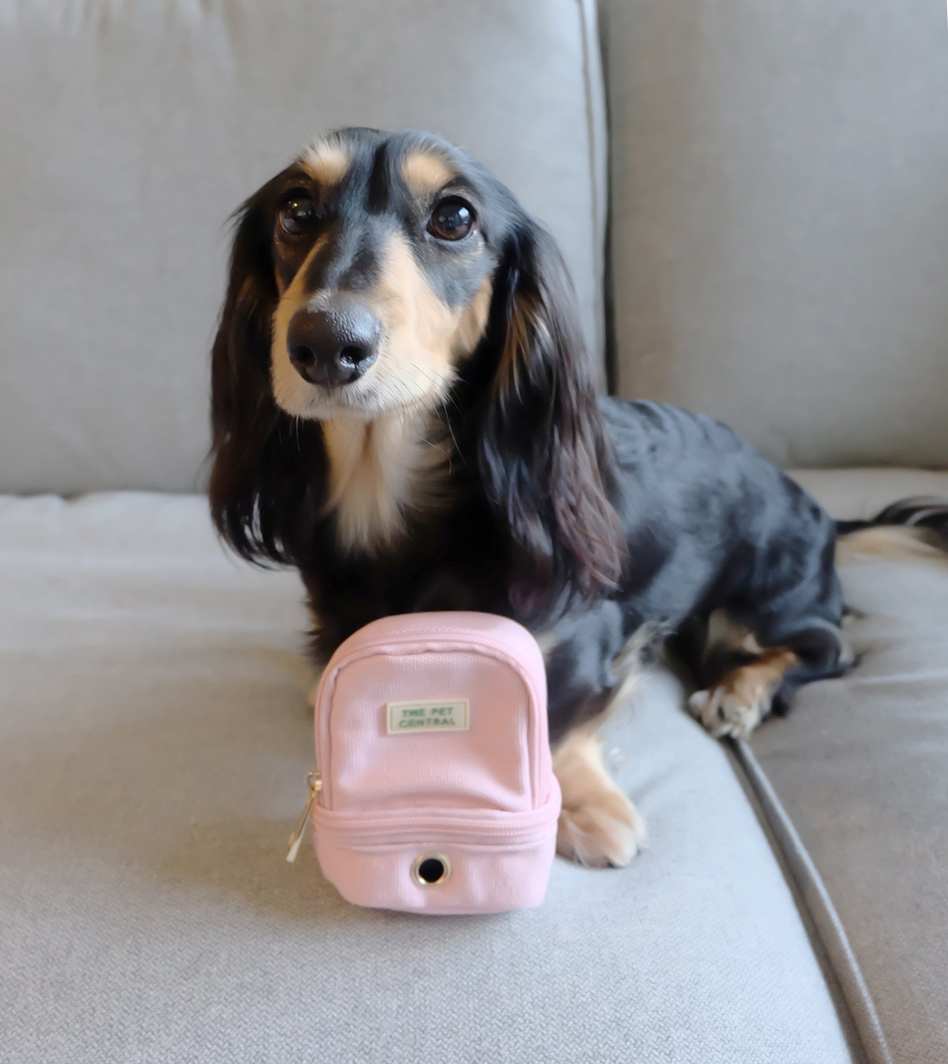 The Pet Central - The Paw Pack in Pink with Boba the Mini Dachshund