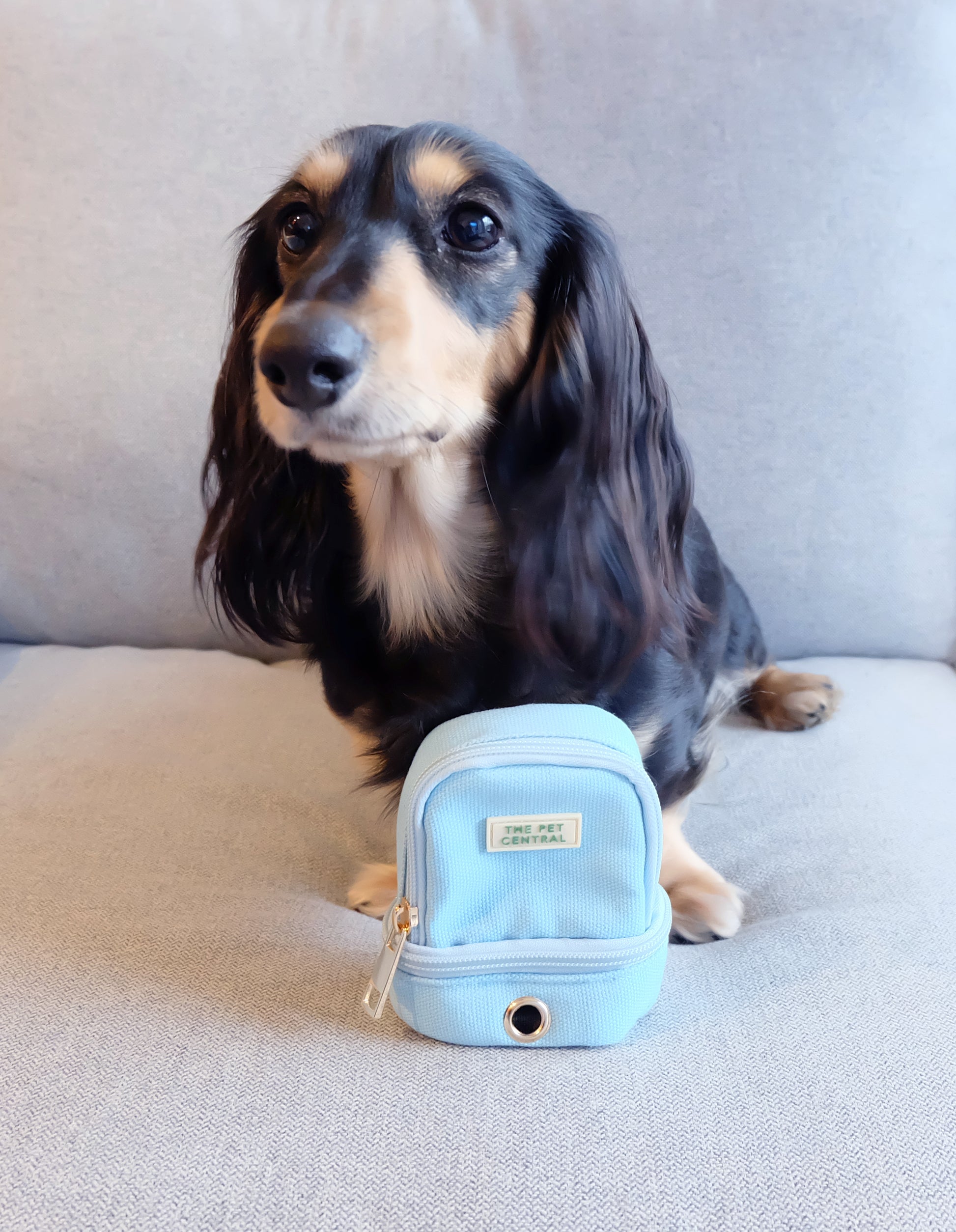 The Pet Central - The Paw Pack in Blue with Boba the Mini Dachshund