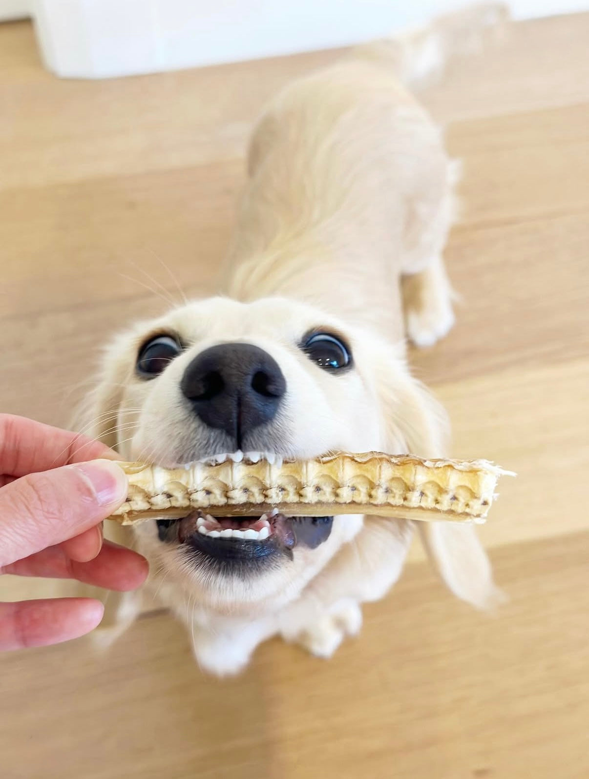 Shark Cartilage (200g)