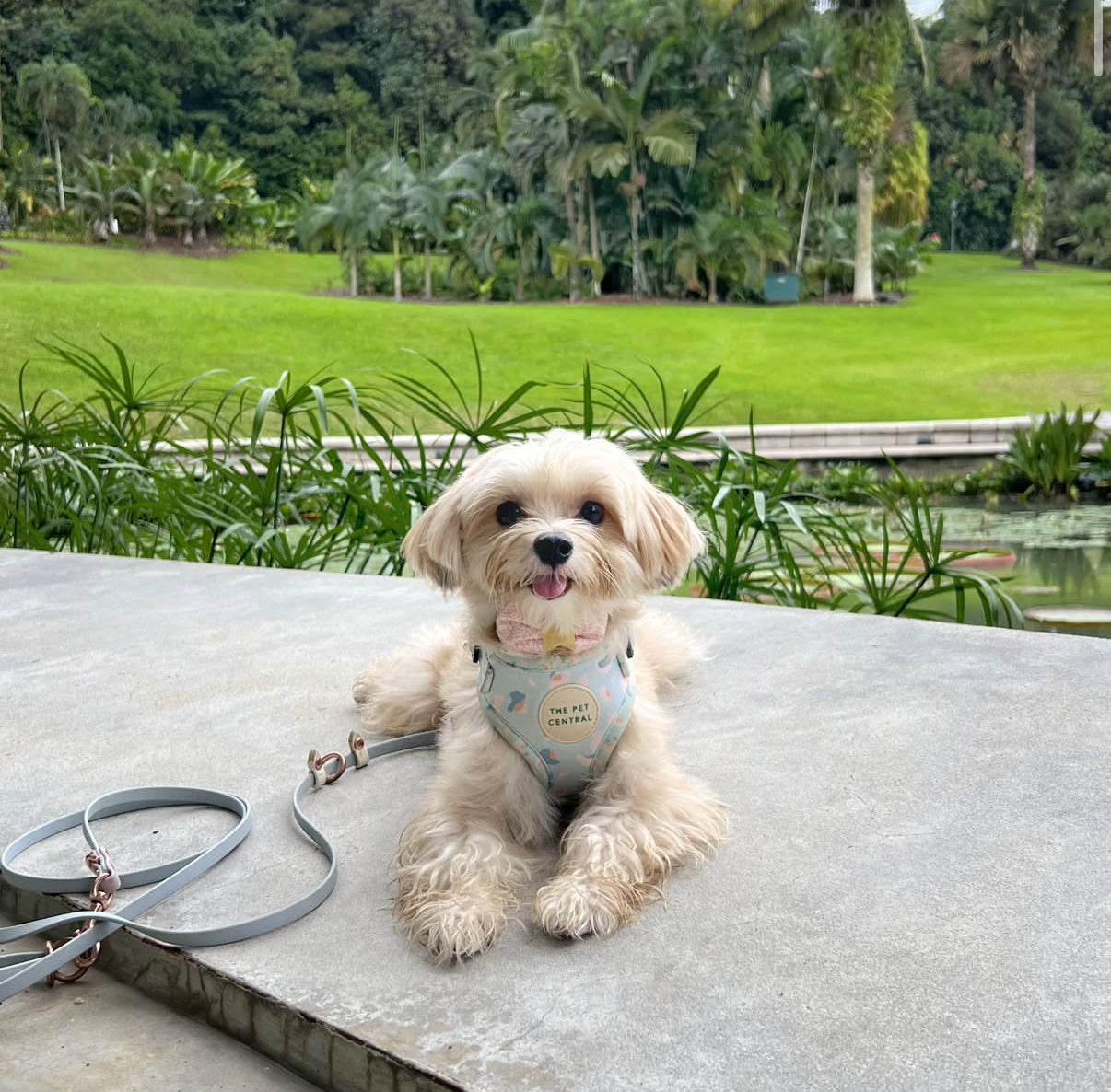 Blue Cheetah Harness