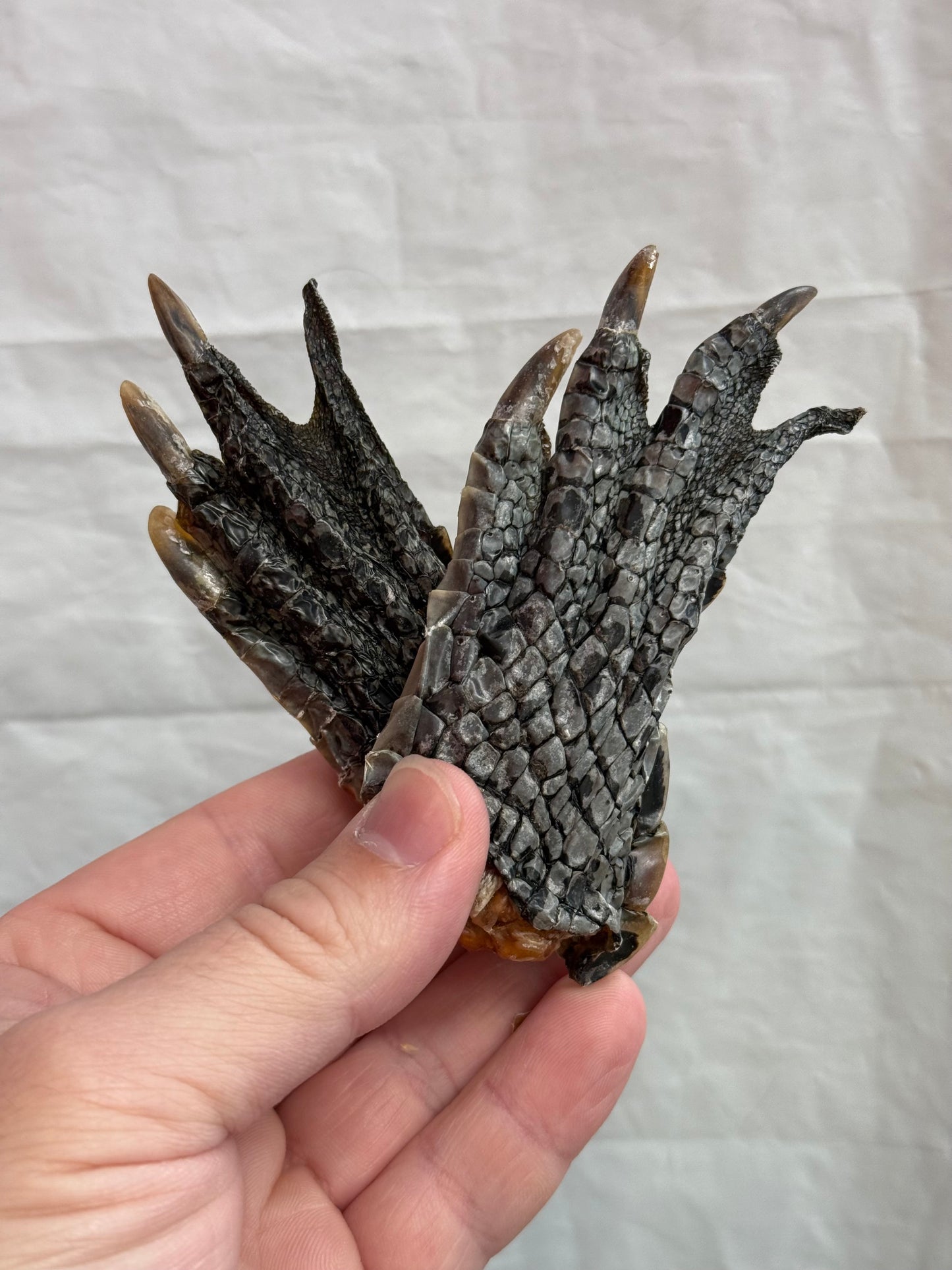 Close-up of a hand holding a dehydrated crocodile foot dog treat – natural, textured chew for dogs