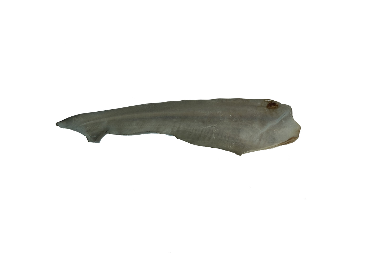 Single dehydrated shark tail dog treat – long-lasting, single-ingredient chew for dogs