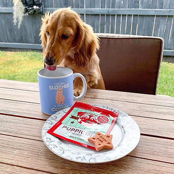 Puppicino Original