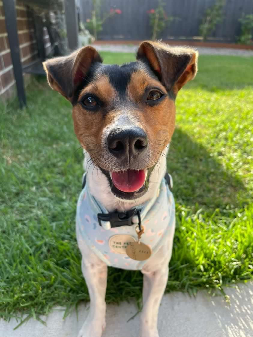 Blue Cheetah Harness