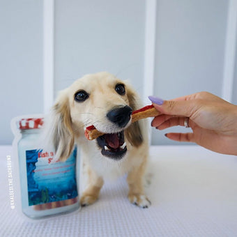 Miniature dachshund chewing on a fish and prawn stick – enjoying a natural Australian seafood treat for dogs