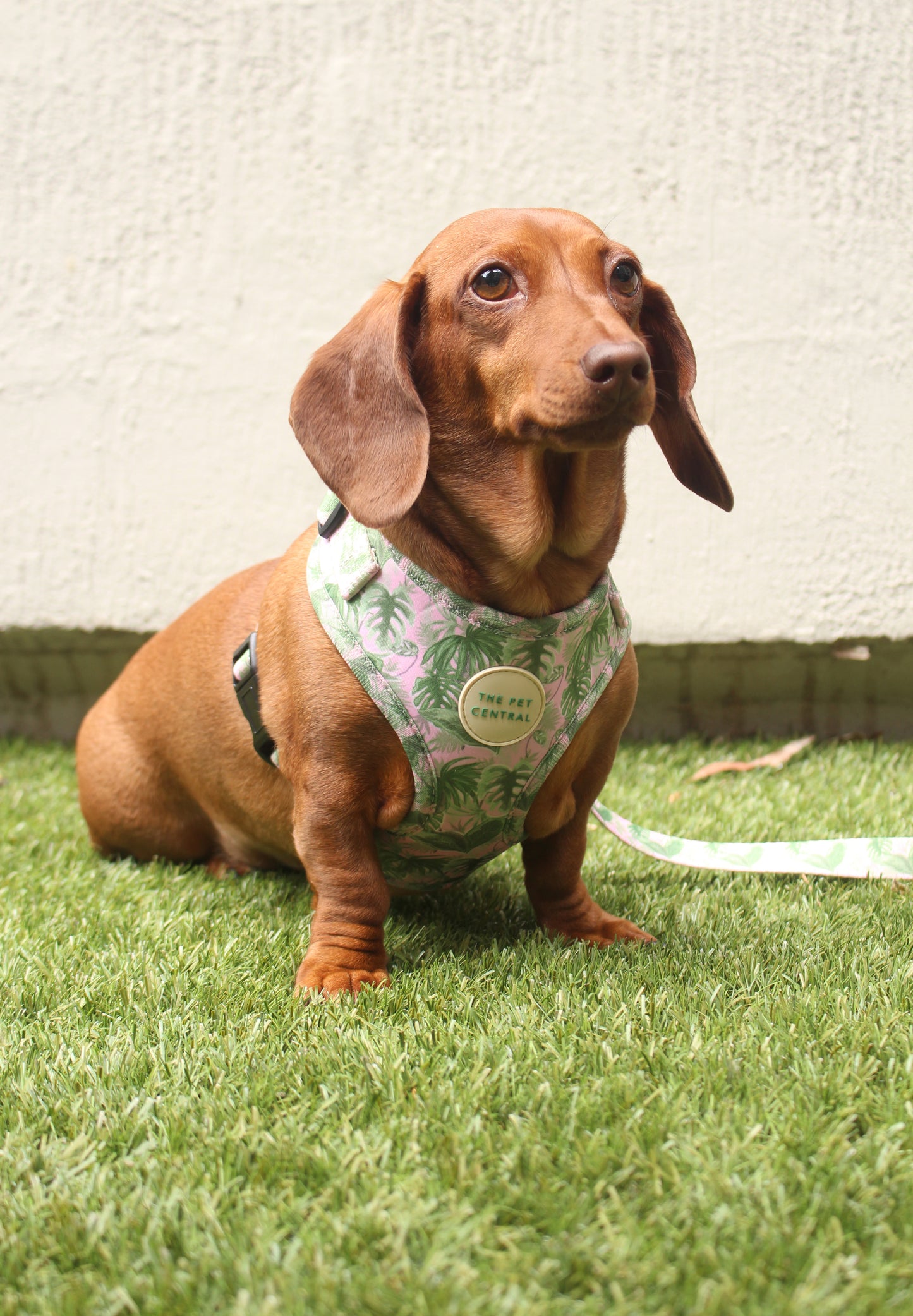 @Sushitheminidachshund wearing The Pet Central Tropical Bloom Dog Harness