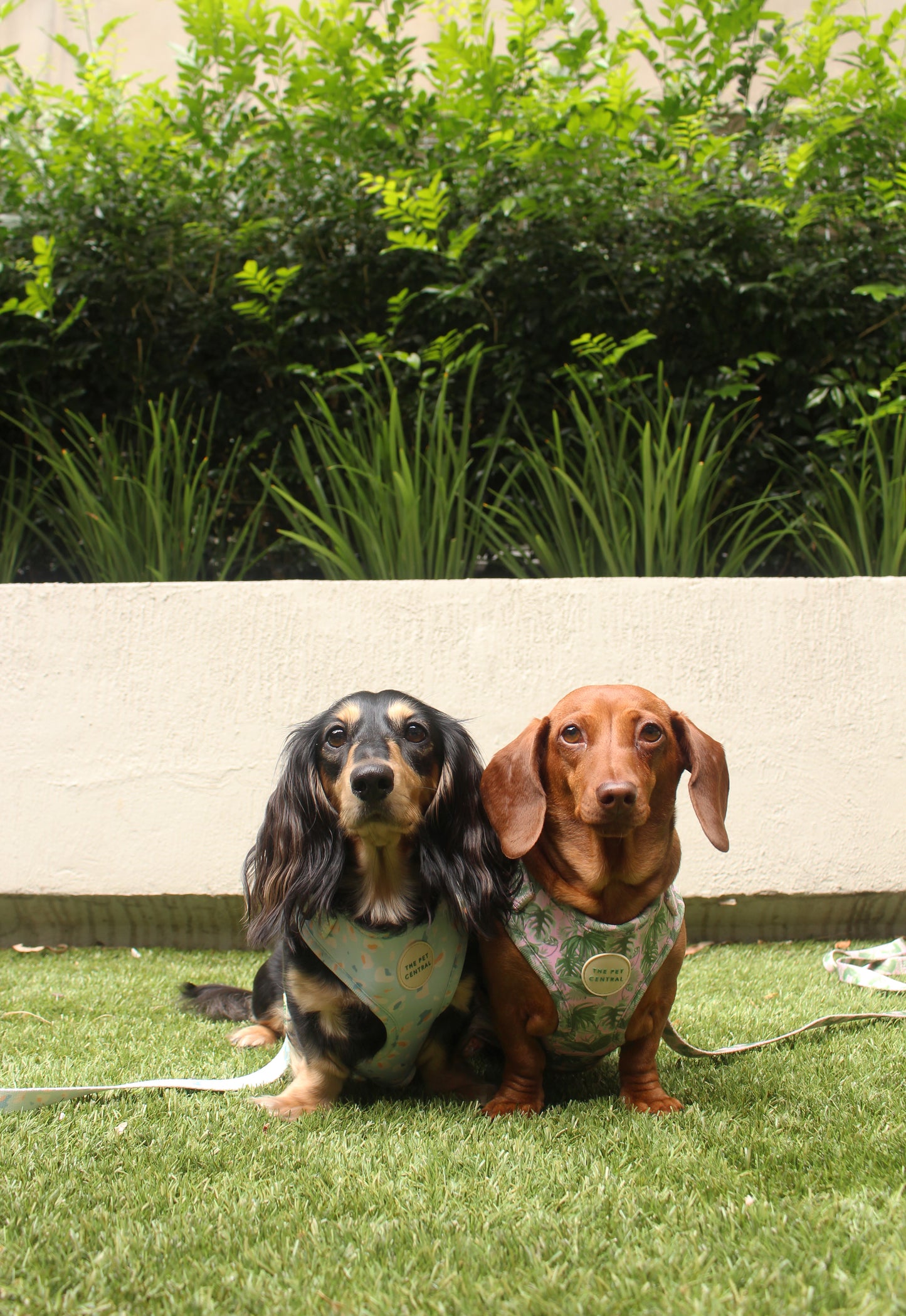 Sushi and Boba from Instagram account @sushitheminidachshund wearing The Pet Central Tropical Bloom Dog Harness and Blue Cheetah Dog Harness