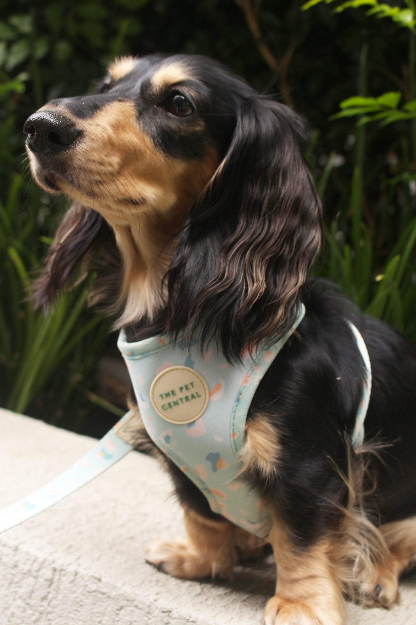 @sushitheminidachshund wearing The Pet Central Blue Cheetah Dog Harness