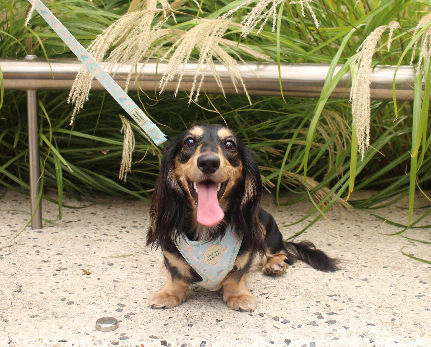 Smiling Pup, Boba from Instagram @sushitheminidachshund wearing The Pet Central Blue Cheetah Dog Harness with Blue Cheetah Dog Lead