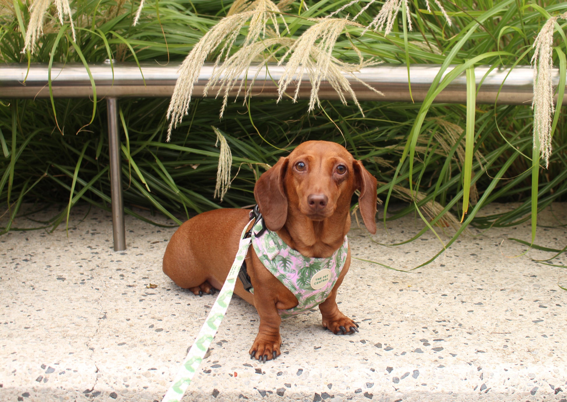 @Sushitheminidachshund wearing The Pet Central Tropical Bloom Dog Harness with matching Tropical Bloom dog lead