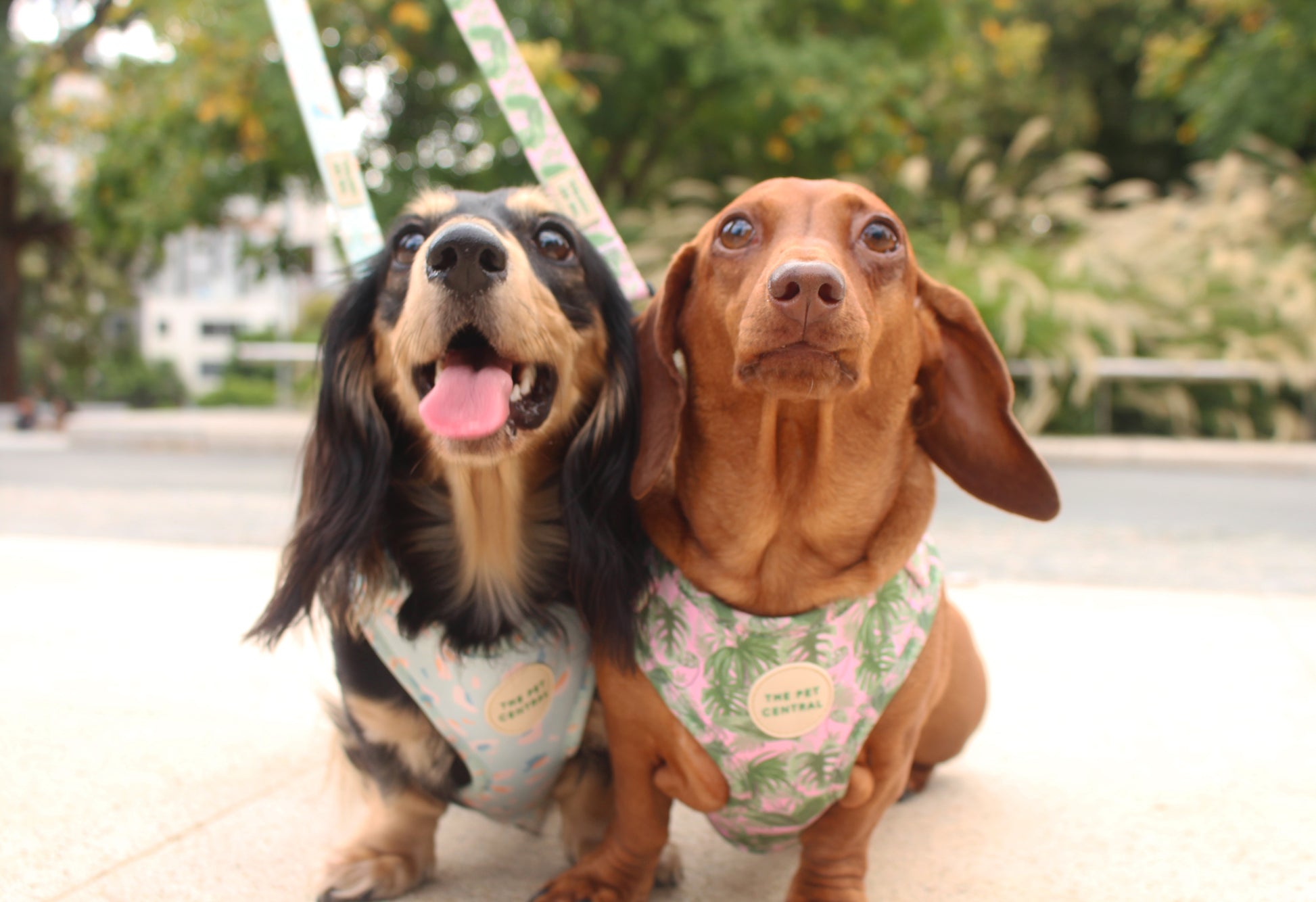 Sushi and Boba wearing The Pet Central Tropical Bloom Dog Harness and Blue Cheetah Dog Harness with matching dog lead