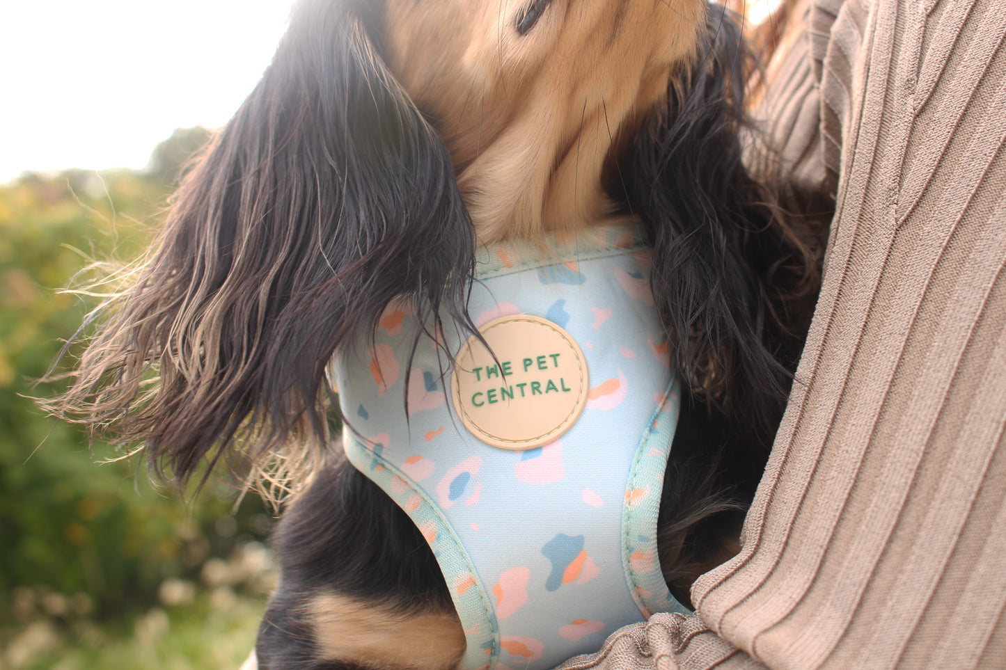 Boba the Long Hair Miniature Dachshund wearing The Pet Central Blue Cheetah Dog Harness (Front)