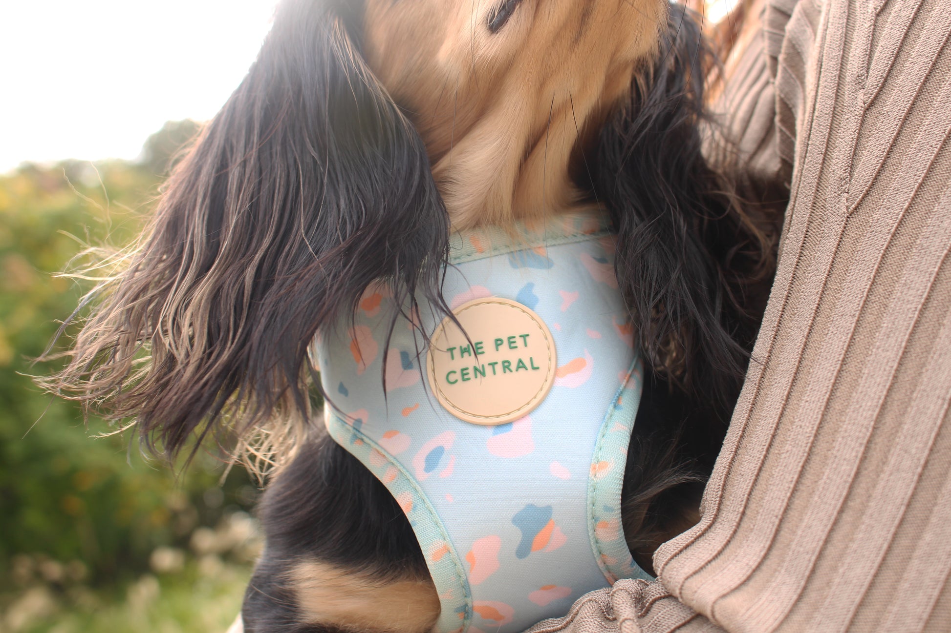 Boba the Long Hair Miniature Dachshund wearing The Pet Central Blue Cheetah Dog Harness (Front)