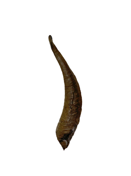 Large Goat Horn