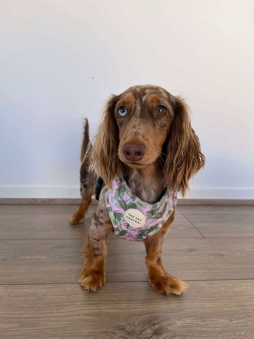 Tropical Bloom Harness