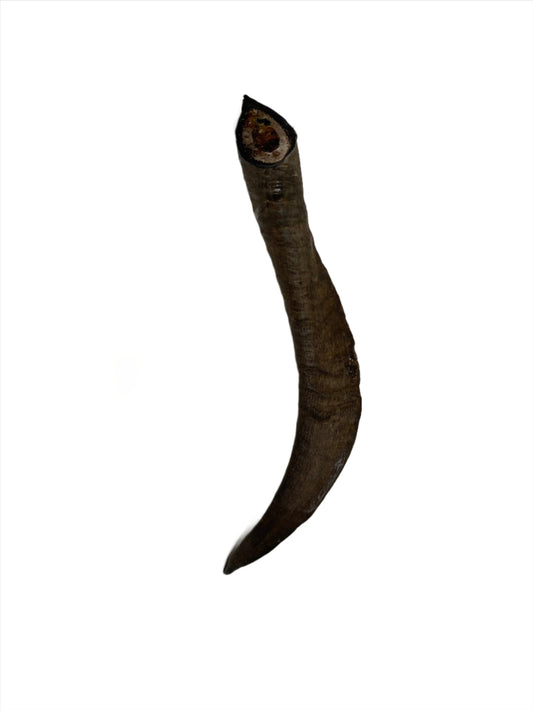 Large Goat Horn