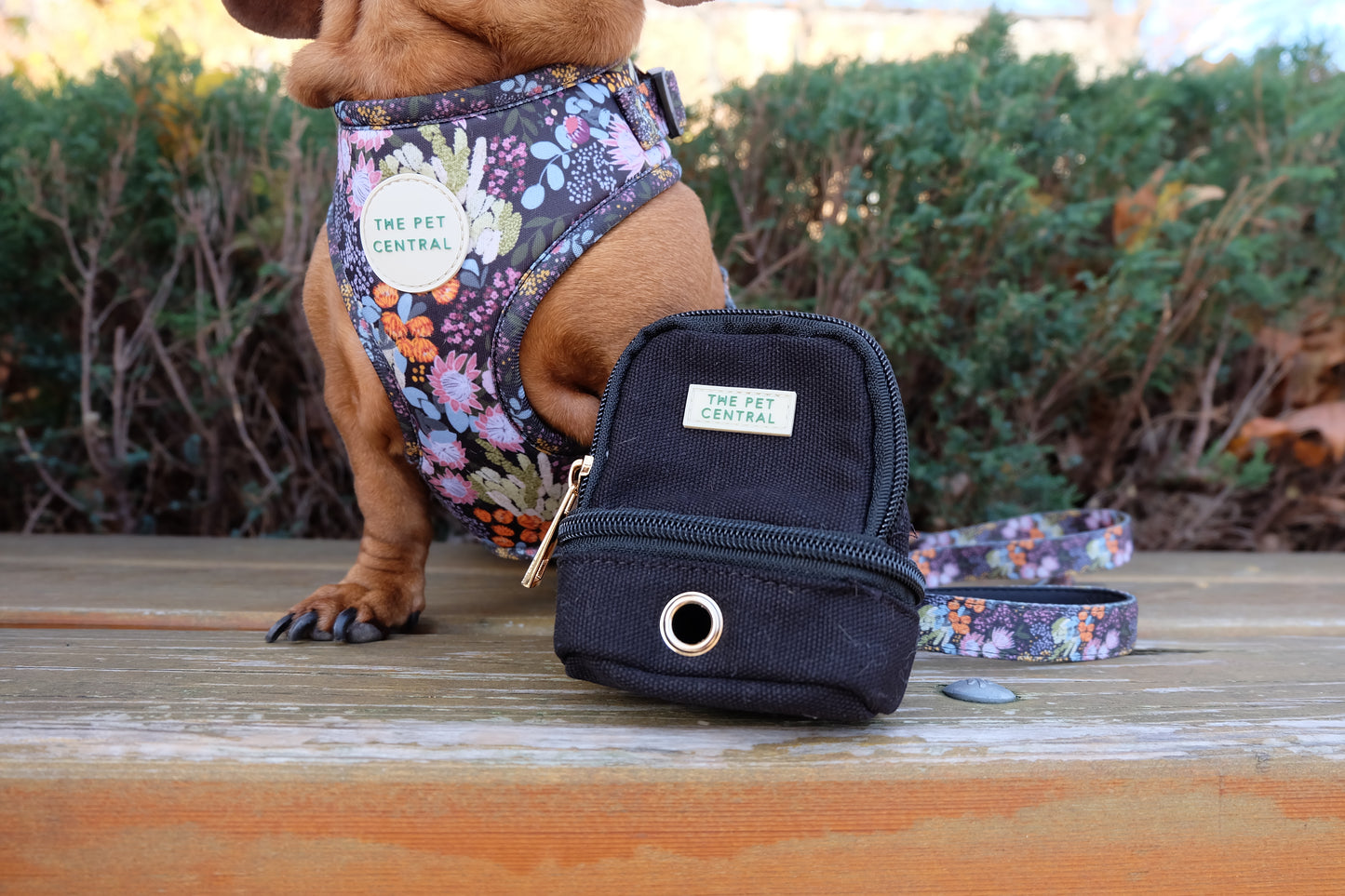 Sushi the Mini Dachshund wearing XS Native Nighttime Harness with The Paw Pack in Black (Front)