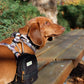 Sushi the Mini Dachshund wearing XS Native Nighttime Harness with The Paw Pack in Black