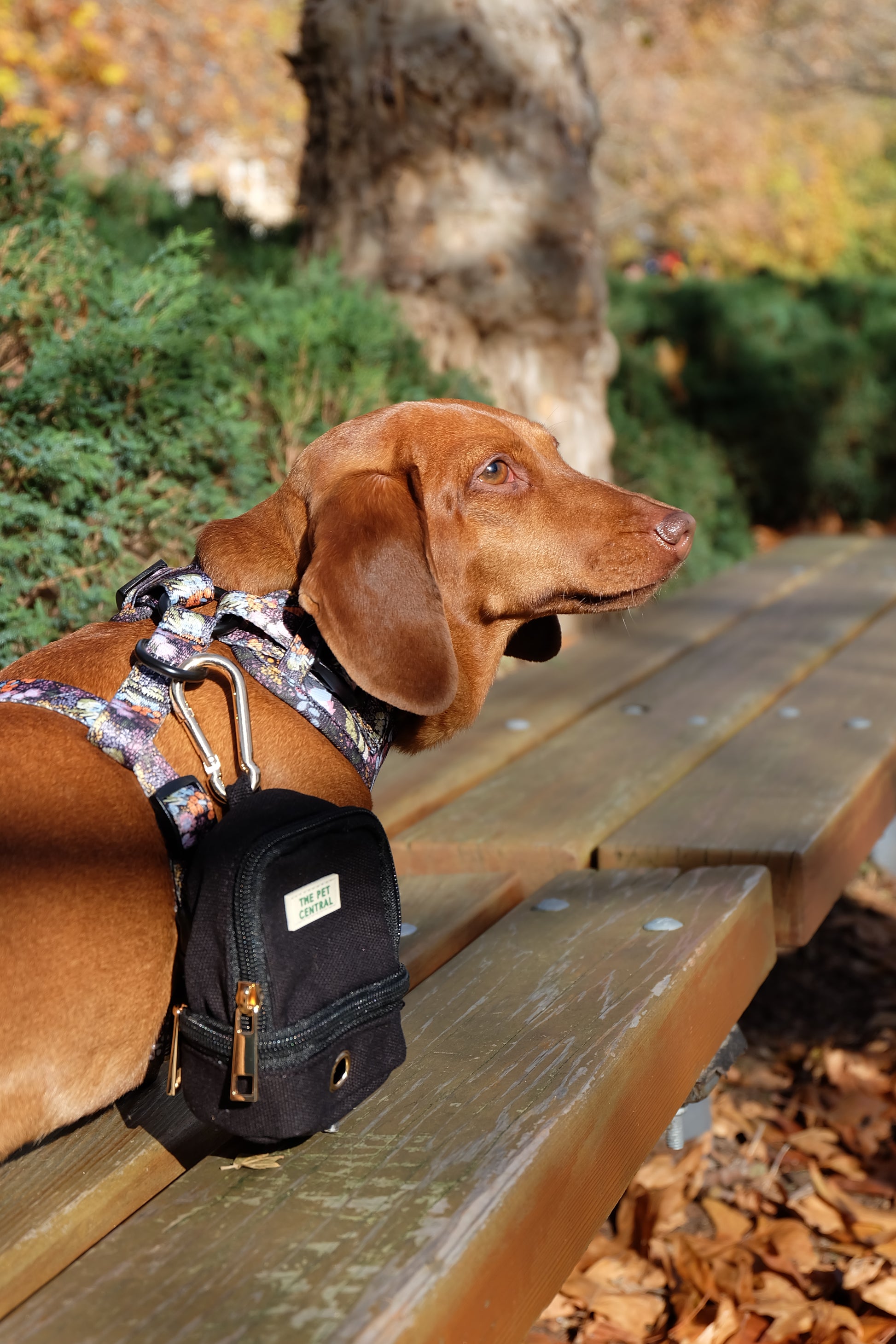 Sushi the Mini Dachshund wearing XS Native Nighttime Harness with The Paw Pack in Black