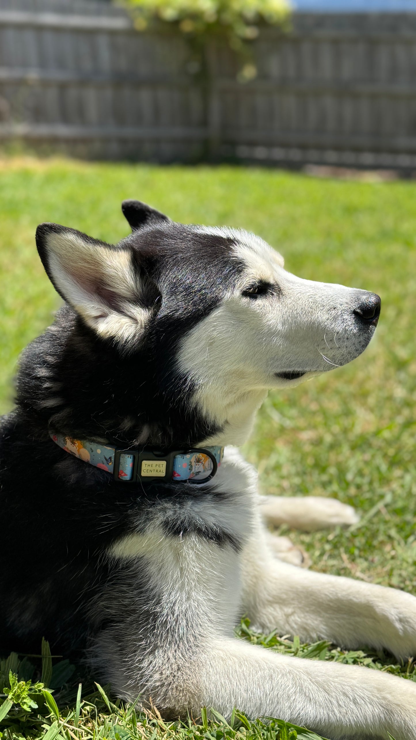 Butterfly Fields Collar