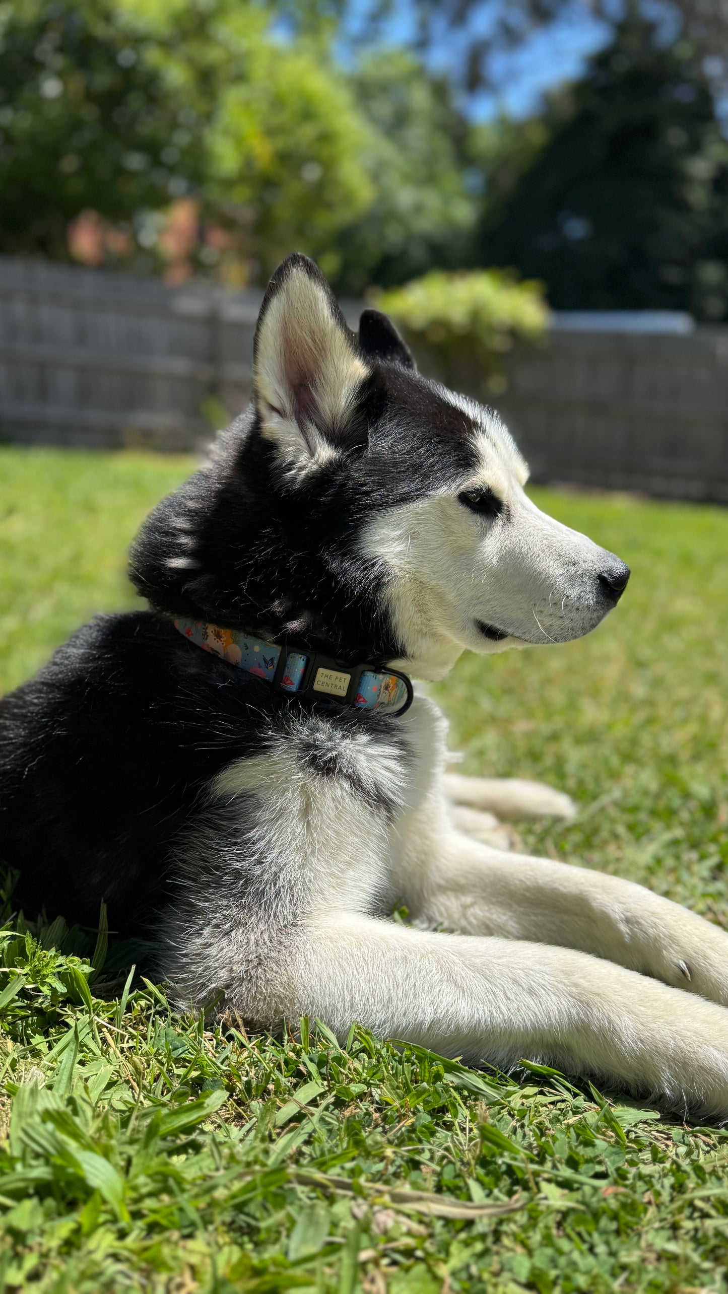 Butterfly Fields Collar