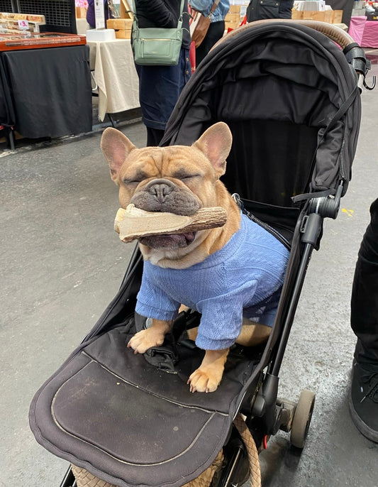 French Bulldog enjoying a Medium Deer Antler