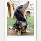Custom Polaroid print of a long-haired miniature dachshund – personalised pet photo gift from The Pet Central.
