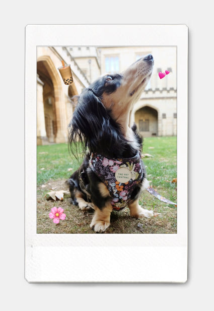 Custom Polaroid print of a long-haired miniature dachshund – personalised pet photo gift from The Pet Central.