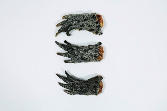Crocodile Feet
