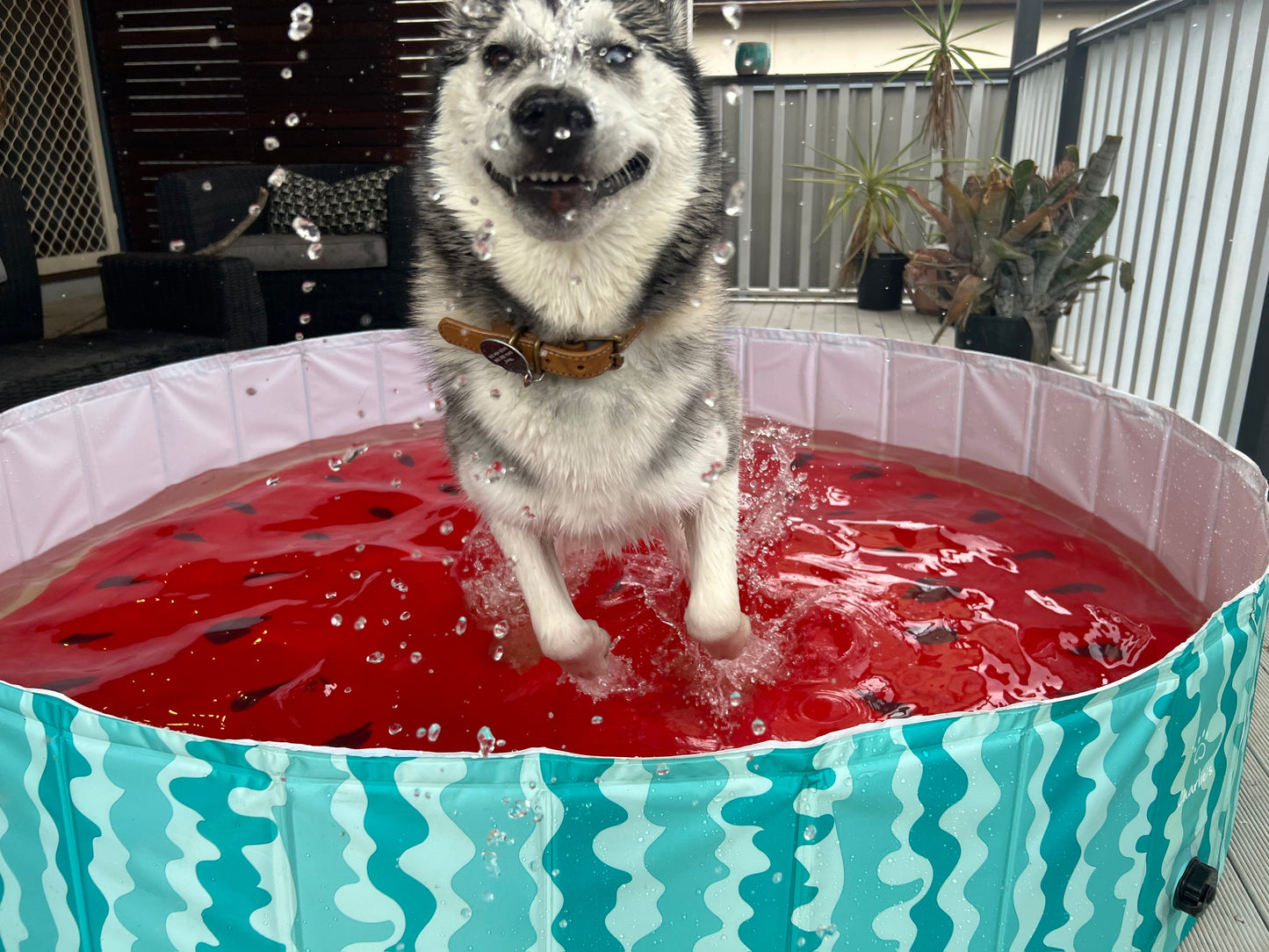 Portable Pet Pool Party - Watermelon Charlie's Pet Products