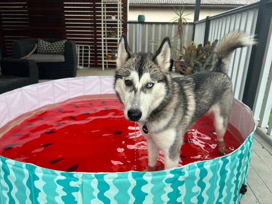 Portable Pet Pool Party - Watermelon Charlie's Pet Products