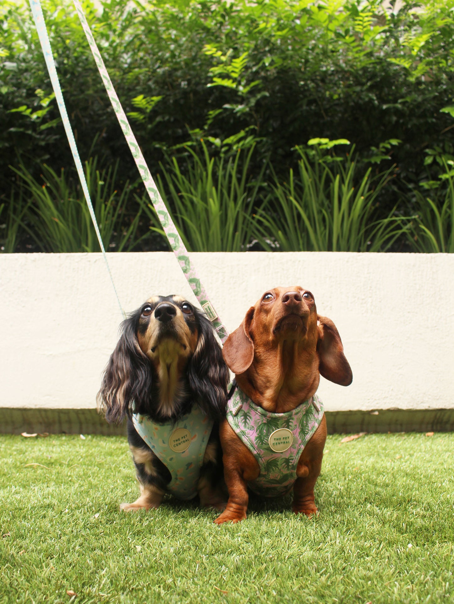 @sushitheminidachshund Sushi and Boba wearing Blue Cheetah dog harness and Tropical Bloom dog harness with matching dog lead.