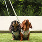 Sushi and Boba in matching dog harness and dog lead