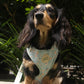 @sushitheminidachshund wearing The Pet Central Blue Cheetah Dog Harness and Lead.