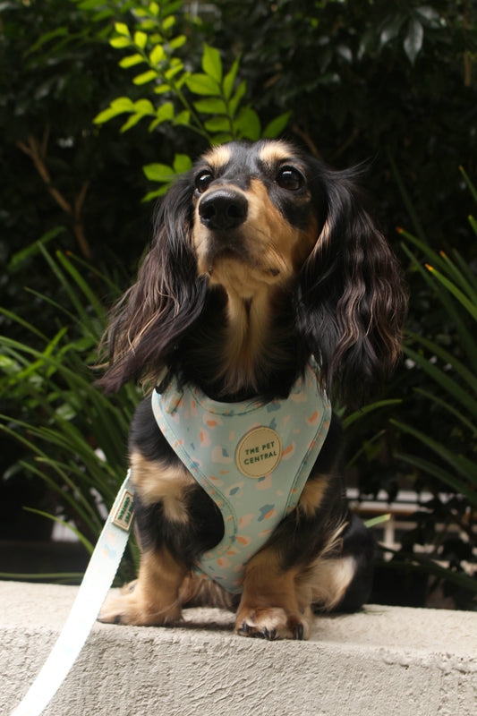 @sushitheminidachshund wearing The Pet Central Blue Cheetah Dog Harness and Lead.