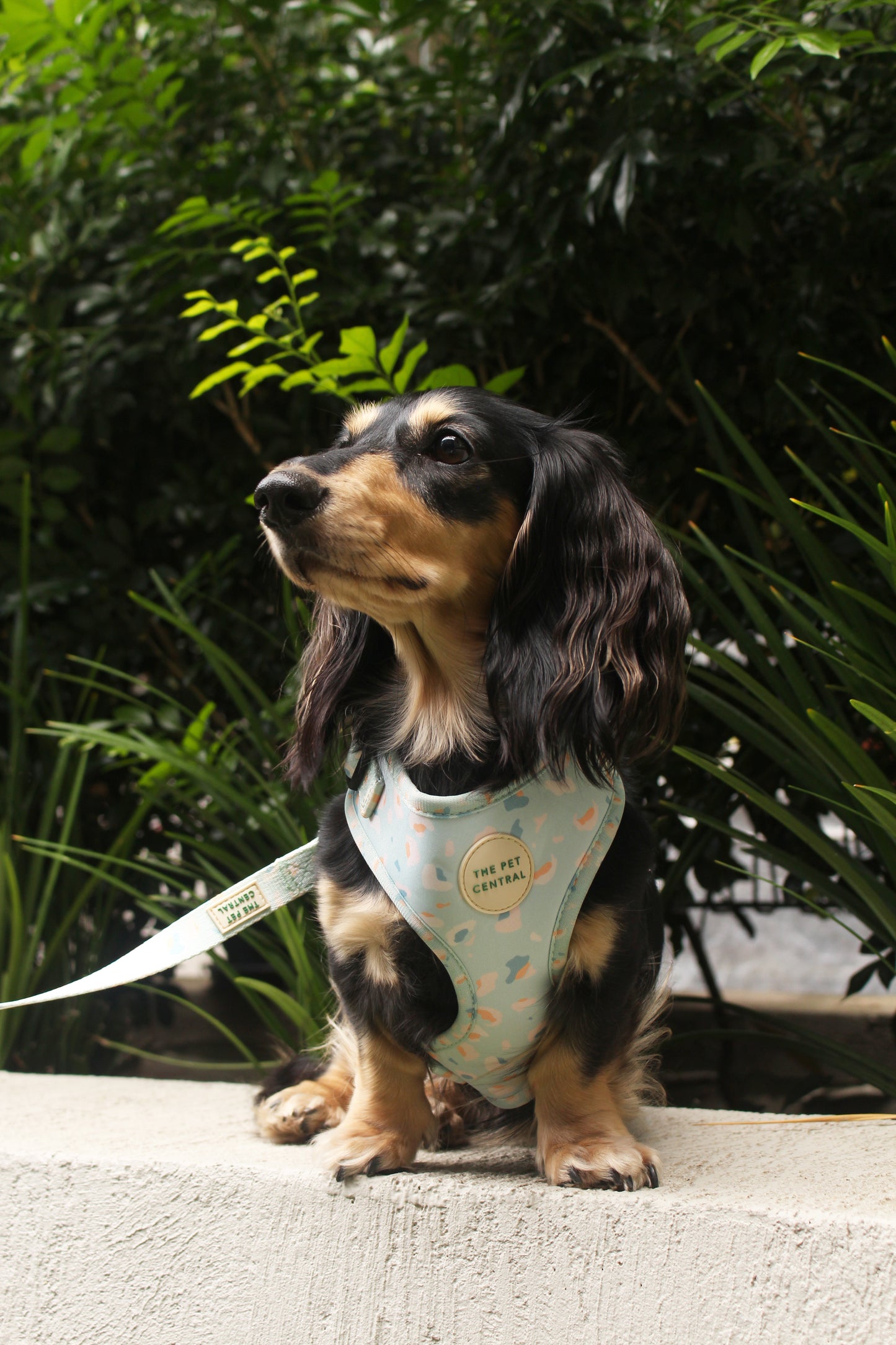 Boba wearing The Pet Central dog harness, Blue Cheetah with the matching dog lead.