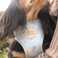 Boba the Long Hair Miniature Dachshund wearing The Pet Central Blue Cheetah Dog Harness (Front)