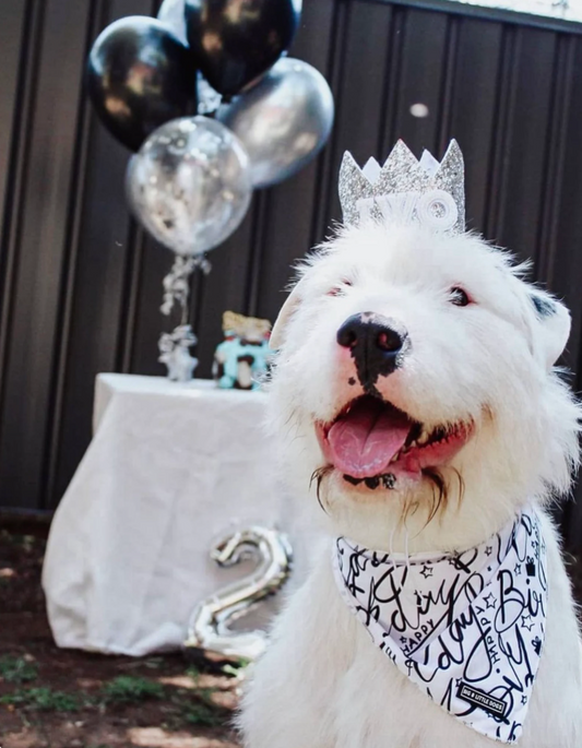 Silver and White Dog Birthday Crown