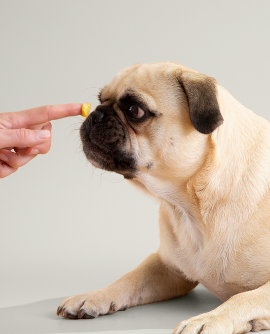 The Balm - Paw, Nose and Skin Balm