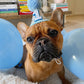 Blue and Silver Glitter Dog Party Hat