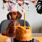 Rainbow Dog Birthday Crown
