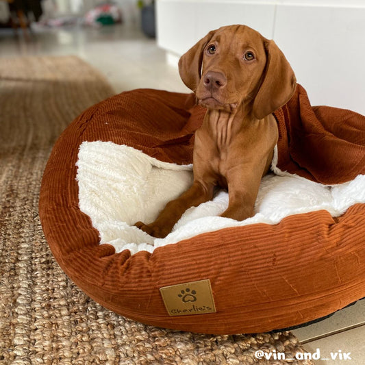 Snookie Hooded Pet Bed in Corduroy - Terracotta Charlie's Pet Products